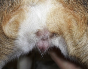 2vulvechiennepubereanoestrus