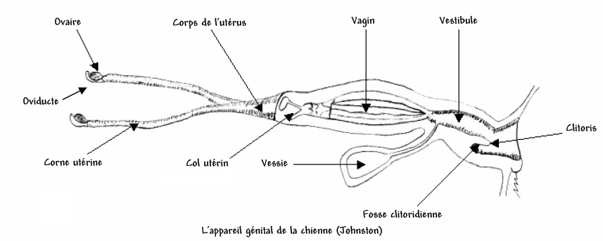 appareil genital chienne
